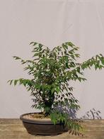 Bonsai zelkova starter, Tuin en Terras, Planten | Bomen, Ophalen, In pot