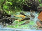 Ancistrus, Dieren en Toebehoren, Vis, Zoetwatervis