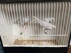 Opaal witte kanaries, Dieren en Toebehoren, Vogels | Kanaries