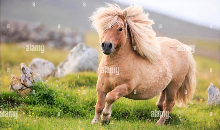 Stukje weide / plaatsje shetlandpony regio waasland / bazel, Dieren en Toebehoren, Pony's