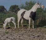 American Mini horse Merrie, Dieren en Toebehoren, Paarden en Pony's | Dekhengsten en Fokmerries, Merrie