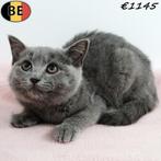 Britse Korthaar (Blauw) kattinnetjes te koop, Poes, Gechipt, 0 tot 2 jaar