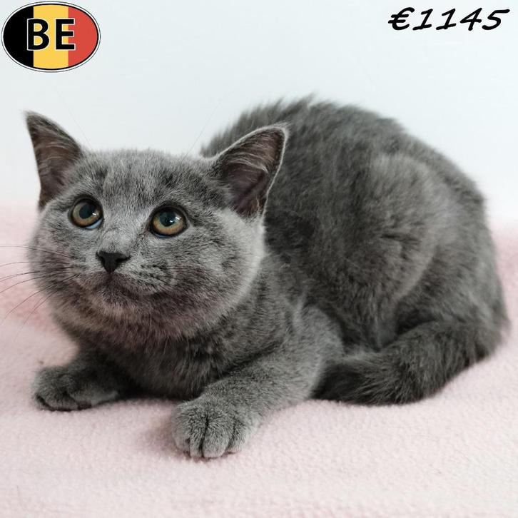 Britse Korthaar (Blauw) kattinnetjes te koop, Dieren en Toebehoren, Katten en Kittens | Raskatten | Korthaar, Poes, 0 tot 2 jaar