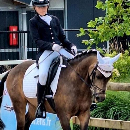 Halve stal gezocht voor lieve C pony, Dieren en Toebehoren, Paarden, Merrie