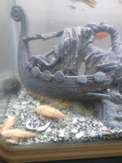 Te koop wegens verhuizing !!, Dieren en Toebehoren, Vissen | Aquariumvissen