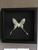Originele Actias Dubernardi Moon Butterfly uit China Frame, Nieuw, Opgezet dier, Ophalen of Verzenden, Insect