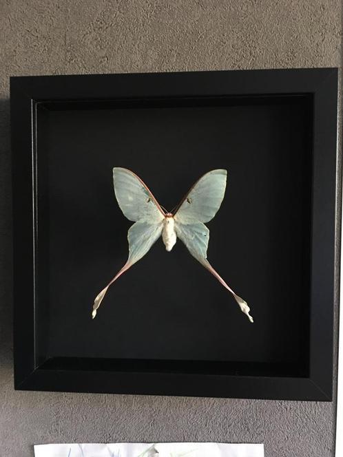 Originele Actias Dubernardi Moon Butterfly uit China Frame, Verzamelen, Dierenverzamelingen, Nieuw, Opgezet dier, Insect, Ophalen of Verzenden