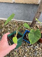 Colocasia esculenta ‘Pink China’, Tuin en Terras, Ophalen