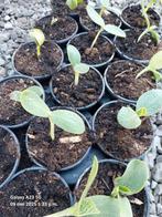 Pompoen plantjes te koop, Ophalen, Bodembedekkers, Volle zon, Eenjarig