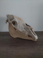 Oude paardenschedel, Ophalen of Verzenden, Gebruikt, Schedel