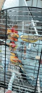 Grasparkieten, Dieren en Toebehoren, Vogels | Parkieten en Papegaaien