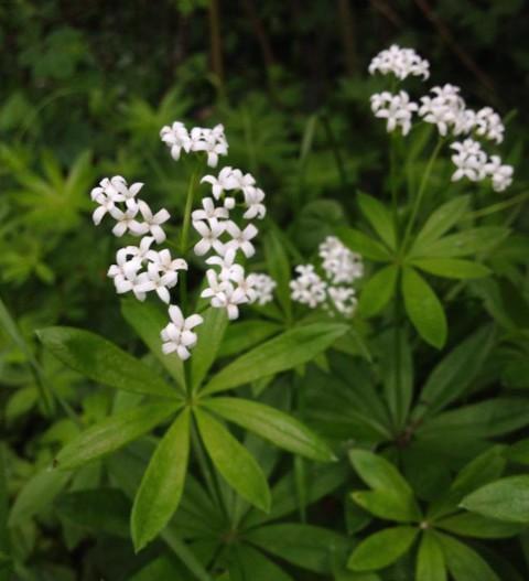Lievevrouwbedstro = Gemakkelijke bodembedekking, Tuin en Terras, Planten | Tuinplanten, Bodembedekkers, Volledige schaduw, Lente