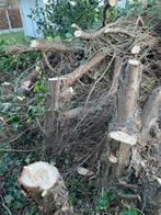 Gratis brandhout af te halen te wevelgem, Tuin en Terras, Brandhout, 6 m³ of meer, Ophalen, Overige houtsoorten, Stammen