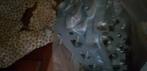 Gereviseerde Cilinderkop Opel x14xe, Ophalen, Gereviseerd, Opel
