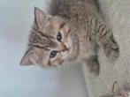 Britse korthaar kittens, Dieren en Toebehoren, Katten en Kittens | Raskatten | Korthaar, Meerdere dieren, Gechipt, 0 tot 2 jaar