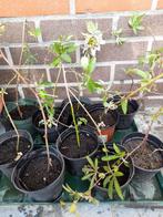 Passieflora, Tuin en Terras, Planten | Tuinplanten, Ophalen, Vaste plant, Klimplanten