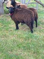 RAM TE KOOP, Mâle, Mouton, 0 à 2 ans