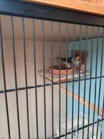 dieren en toebehoren, Dieren en Toebehoren