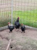 Gratis hanen te verklrijgen, Dieren en Toebehoren, Pluimvee, Mannelijk, Kip