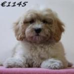Maltipoo (Prachtige kleuren) pups te koop, Dieren en Toebehoren, Honden | Chihuahua's en Gezelschapshonden, 15 weken tot 1 jaar