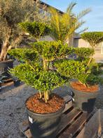 Ilex Crenata Bonsai pompon, Jardin & Terrasse, Enlèvement