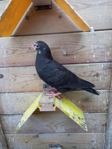 Jonge pietrain postduif, Sexe inconnu, Pigeon voyageur