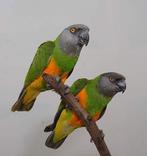 5 kweekkoppels Bonte boer (youyou de senegal), Dieren en Toebehoren, Papegaai, Geringd