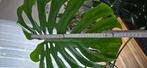 Grote monstera XL, Groene kamerplant, Ophalen, In pot, Halfschaduw