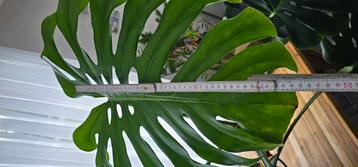 Grote monstera XL beschikbaar voor biedingen