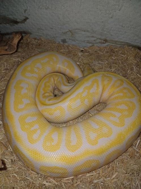 Slangen en baardagamen, Dieren en Toebehoren, Reptielen en Amfibieën