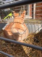 Konijnen te koop, Dieren en Toebehoren, Meerdere dieren, Middelgroot