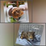 Super tof cavia beren koppel - Leon en Prada - adoptie, Dieren en Toebehoren, Knaagdieren, Mannelijk, Cavia, Tam