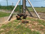 Goudbrakel, Dieren en Toebehoren, Pluimvee