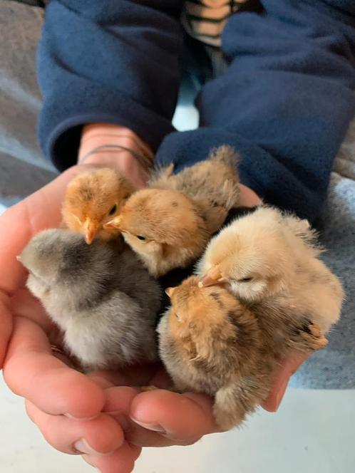 5 poussins Barbu d’uccle à vendre, Dieren en Toebehoren, Pluimvee, Kip, Meerdere dieren