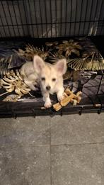 chihuahua pups, België, Fokker | Hobbymatig, Reu, 8 tot 15 weken