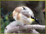 Achat ou récupération d’oiseaux (chardonnerets, tarin ...), Dieren en Toebehoren