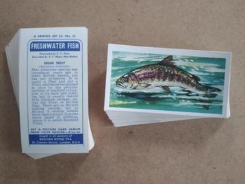 Freshwater Fish complete set 50 chromos vissen 1960 beschikbaar voor biedingen