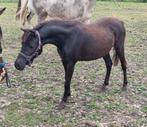 Super mooie minipaardjes aspc amhr bmpr nmprs, Merrie, Niet van toepassing, A pony (tot 1.17m), 3 tot 6 jaar