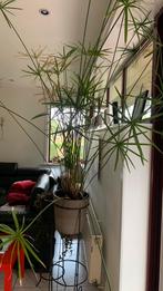 Papyrusplant of parapluplant 160 cm hoog buiten op binnen, Ophalen