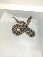 Bonjours échanges jeune python regius voir description, Dieren en Toebehoren