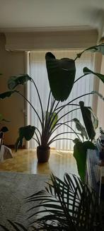 Paradijsvogelplant (Strelitzia nicolai) (+ levering), Huis en Inrichting, Kamerplanten, 200 cm of meer, In pot, Groene kamerplant