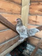 Prachtige kleurlegger haan, Dieren en Toebehoren, Pluimvee, Mannelijk, Kip