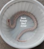 Haakneus snow, Dieren en Toebehoren, Reptielen en Amfibieën