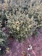 Osmanthus Burkwooii Kluit 40-60 cm, Ophalen