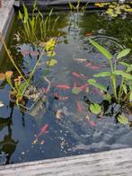 vijver, Tuin en Terras, Ophalen