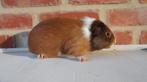 Cavia vrouwtjes, Dieren en Toebehoren, Knaagdieren, September, Vrouwelijk, Cavia