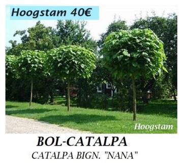 Vanaf november BOL-CATALPA'S, BOL-ACACIA'S, BOL-ESDOORNS,... beschikbaar voor biedingen
