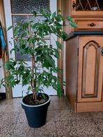 Plante d'intérieur