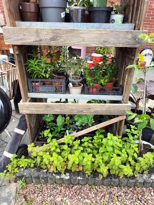 Bio stekjes vergeten groenten vetplantjes ruilen ?  enz, Tuin en Terras, Kweekspullen, Zo goed als nieuw, Ophalen