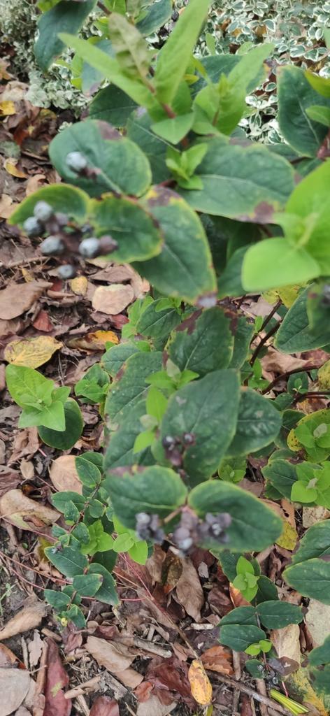 Hypericum (Herfsthooi), Tuin en Terras, Planten | Struiken en Hagen, Ophalen